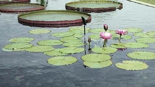 Digital Art-Photography-Green Lily
