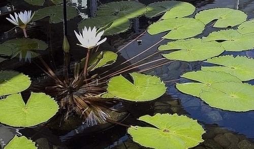 Digital Art-Lilies