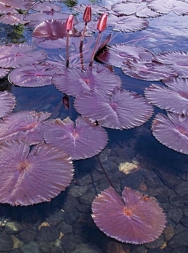Digital Art-Photography-Red Lilies 33