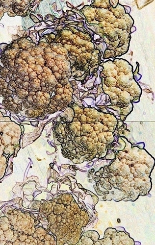 Digital Art-Photography-Cauliflower