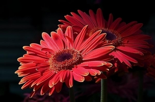 Digital Art-Orange Daisy