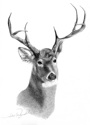 Joleen Wozniak - "Buck"
