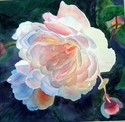 Begonia Dawn