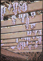 Print Making--Woodblock-LandscapeHanging Gardens