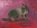 Gray Cat