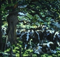 JP Powel - Cows Under Trees