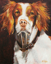 Brittany%20Spaniel%2C%20Buddy (thumbnail)