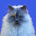Himalayan%20cat-%20Don%27t%20look%20at%20me%20that%20way%21 (thumbnail)