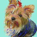 Yorkshire%20Terrier-Party%20Girl (thumbnail)