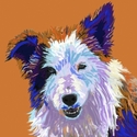 Bella-The%20Border%20Collie (thumbnail)