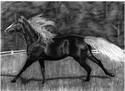Rocky%20Mountain%20Horse (thumbnail)
