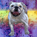 English%20Bulldog (thumbnail)