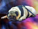 Bored%20Pug (thumbnail)