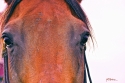 Gunny (thumbnail)