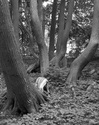 James W. Terman - Spreading trees, Mackinac Island, Michigan  986 0720b