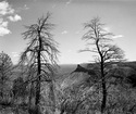 James W. Terman - Landscape Photography James Terman photograph, dead trees, Mesa Verde National Park, Knife edge geologic formation, Colorado - Landscape Photography