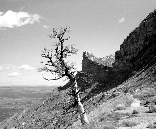 Photography-Landscape-Tree, Knifedge formation, Mesa Verde National Park r05-0510-1