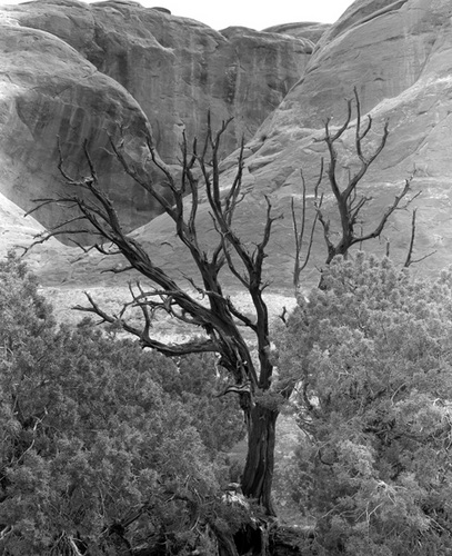 Photography-Landscape-Dead tree, Arches National Park, Utah, r05-0514c-6