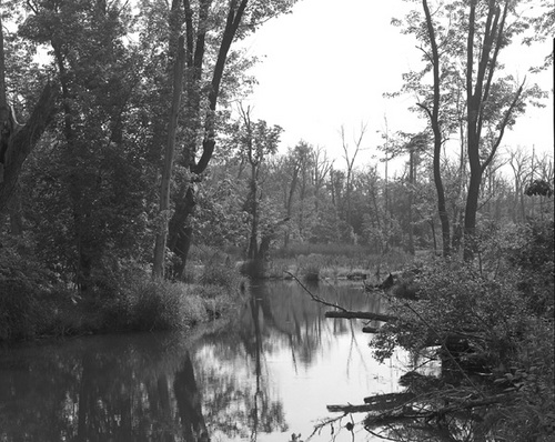 Photography-Wooded wetland, Trempeleau County, Wisconsin 1985 0525c