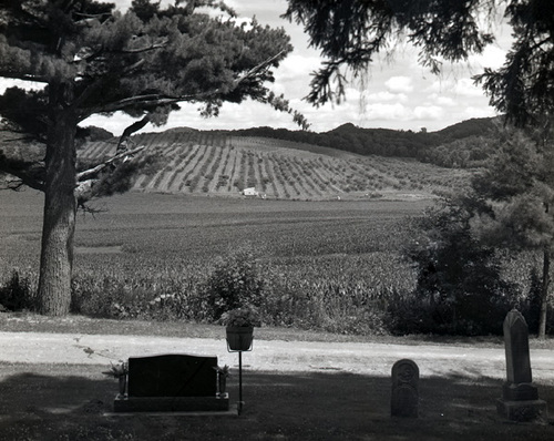 Photography-Landscape-Plantings, near Galesville, Wisconsin 1992 0726