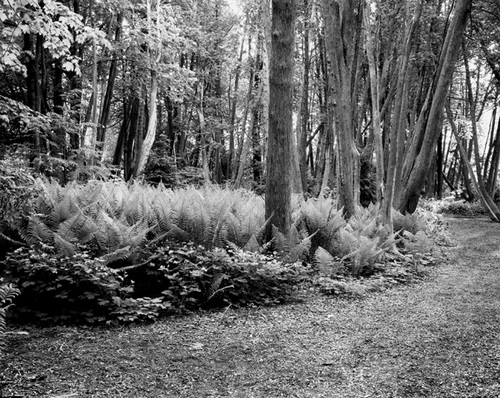 Photography-Landscape-Ferns in woods, Mackinac Island, Michigan r00-0604-07