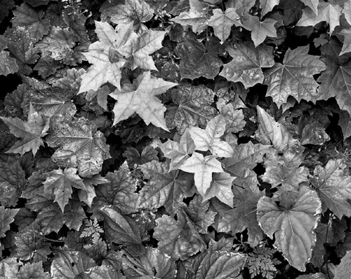 Photography-Nature-Leaves, Mackinac Island Michigan 1986 0720a