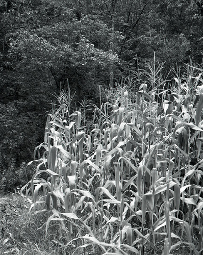 Photography-Nature-Cornfield, light rain, near Coon Valley, Wisconsin 1986 0830f