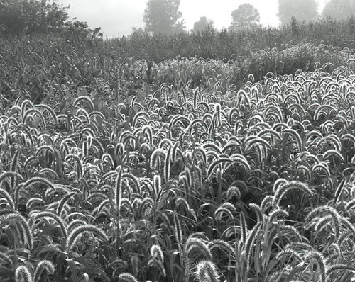 Photography-Grassheads, morning dew , La Crosse County, Wisconsin 1996 0831a