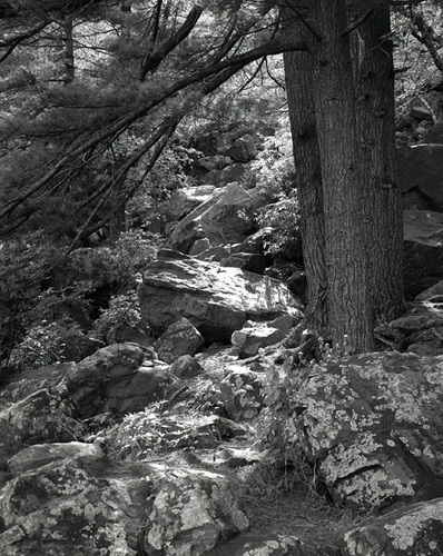 Photography-Nature-Tree in rocks, Devil's Lake, near Baraboo, Wisconsin 1998 0508d