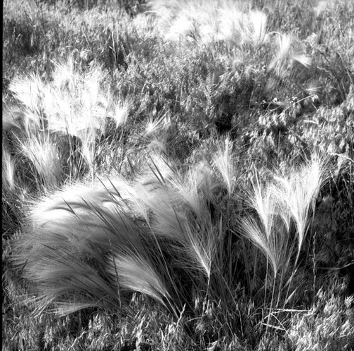Photography-Nature-Blowing grasses , Plymouth, Minnesota r07-0622-11