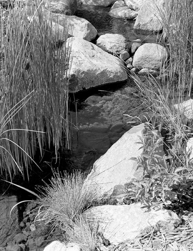 Photography-Nature-Rocks and grass in stream, Plymouth,Minnesota r07-0622-11
