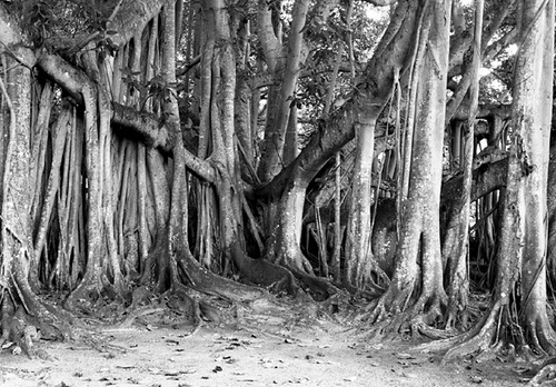 Photography-Nature-Banyan tree complex, Fort Myers, Florida r98-0125-12