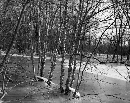 Photography-Nature-River birches through ice, near La Crosse, Wisconsin 1984 0303b