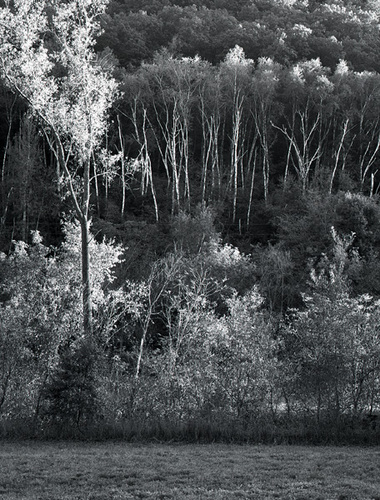 Photography-Nature-Sunlit trees on hillside, near Dakota, Minnesota 1984 0930c