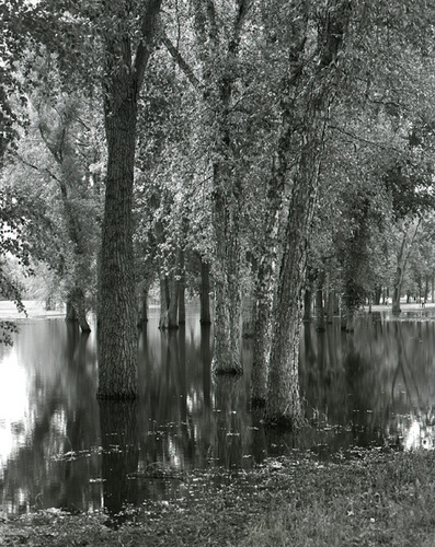 Photography-Nature-Flooded trees, Goose Island , La Crosse County, Wisconsin 1986 0524b