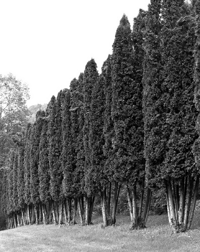 Photography-Nature-Arbor Vitae row, Norskedalen, near Coon Valley, Wisconsin 1989 0904b
