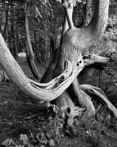 Photography-Nature-Twisted tree, Mackinac Island, Michigan 1990 0607b