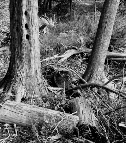 Photography-Nature-Woodpecker holes,  dead trees, near Ephraim, Wisconsin  2001 0902b