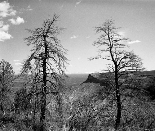 Photography-Landscape-Dead trees, vista, Mesa Verde National Park, Colorado r05-0510-6