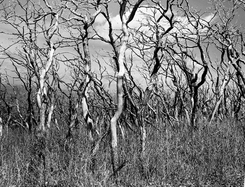 Photography-Nature-Burned trees, Mesa Verde National Park  r05-0510b-7