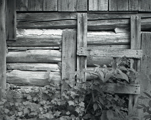 Photography-Vines, old log structure, La Crosse County, Wisconsin 1984 0526a
