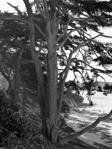 Photography-Landscape-Carmel beach, California  r08-0210a-52