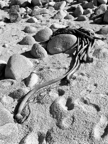 Photography-Nature-Bull kelp, beach at Pacific Grove, California r08-0214d-52