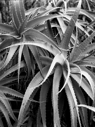 Photography-Nature-Agave, Carmel California r08-0223-51