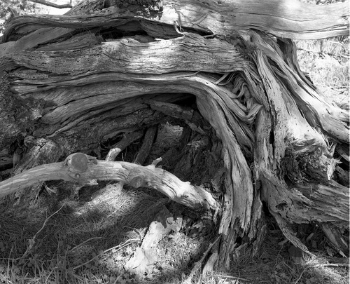 Photography-Nature-Splintered trunk, Point Lobos, near Carmel, California r08-0212a-49