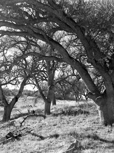 Photography-Landscape-Trees on hillside, Pinnacles National Monument, California r08-0215b-41