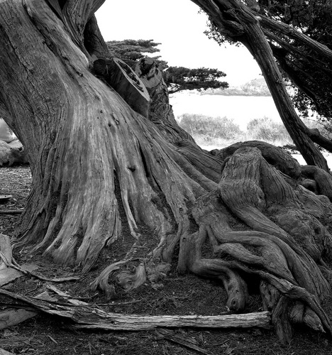 Photography-Landscape-Tree and Whalers' Cove, Point Lobos, California r08-0217f-46