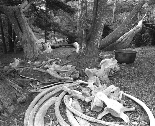 Photography-Nature-Whale bones and cauldron. Point Lobos, California, r08-0217f-52