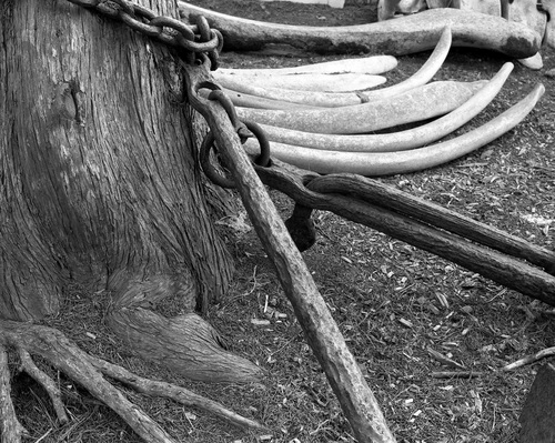 Photography-Nature-Whale bones and anchor, Point Lobos, California r08-0217f-55