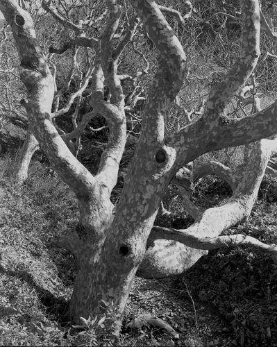 Photography-Nature-Sycamores, Big Sur, r08-0220c-53